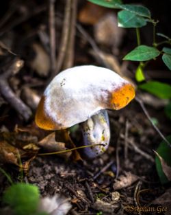 Close-up of mushrooms growing on field