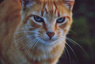 Close-up portrait of cat