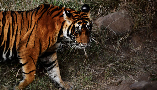 Tiger in water