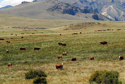 Cows on a pasture in patagonia, argentina, mountains in the back
