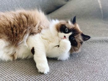 Portrait of cat lying on sofa