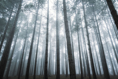 Low angle view of trees in forest