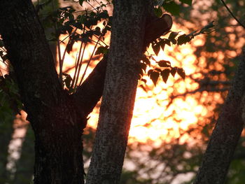 Close-up of tree trunk during sunset