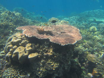 Fish swimming in sea