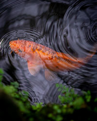 High angle view of koi fish in lake