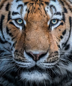 Close-up of tiger