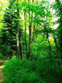 Trees in forest