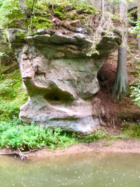 Close-up of water flowing through rocks in forest