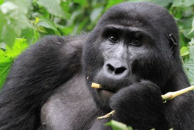 Close-up portrait of gorilla