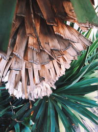 Close-up of leaves