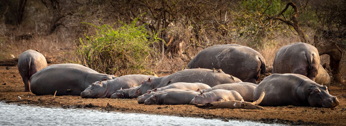 Hippos resting by water at sunset dam, kruger national park