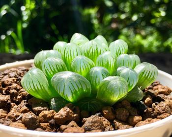 Close-up of plants growing outdoors