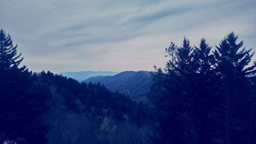 Pine trees in forest against sky