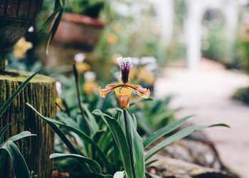 Close-up of flowers blooming outdoors