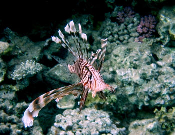 Close-up of fish swimming in aquarium