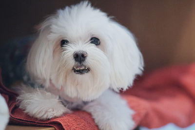 Close-up portrait of white dog