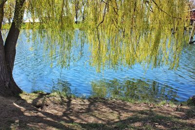 Reflection of trees in lake