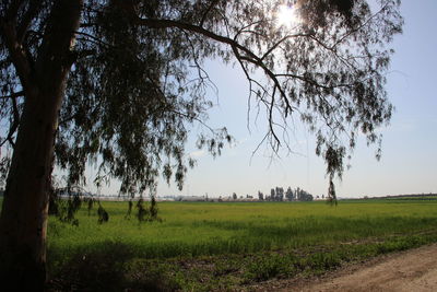 Trees on field against sky