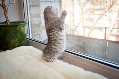 British kitten stood on its hind legs on the windowsill and looks out the window