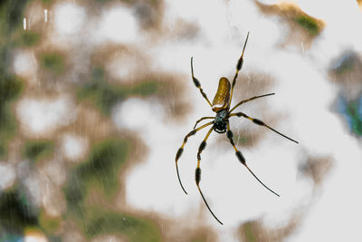 Close-up of spider