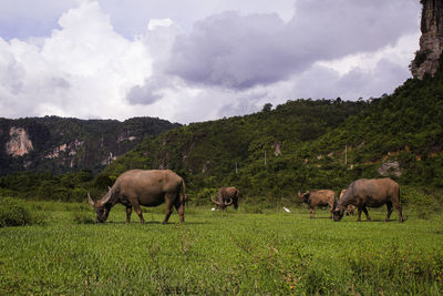 Horses grazing in a field