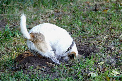 View of white resting on grassy field