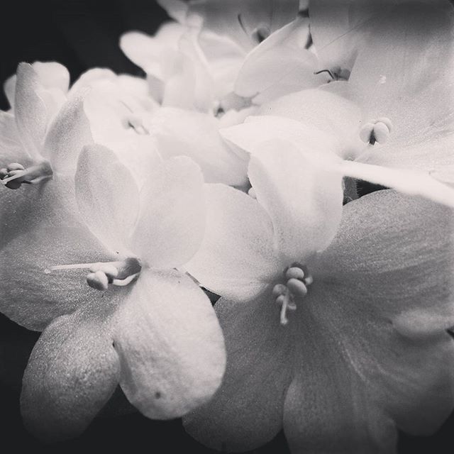 CLOSE-UP OF WHITE ORCHIDS BLOOMING OUTDOORS