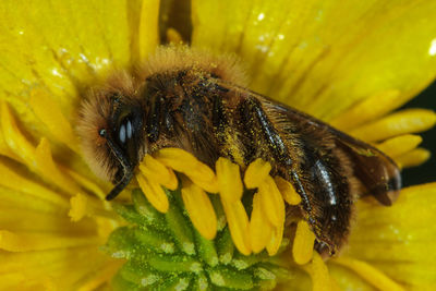 Close-up of bee pollinating on yellow flower