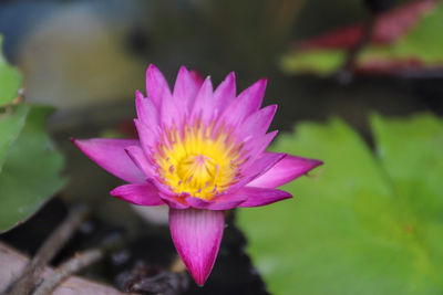 Close-up of pink water lily