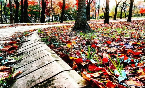 Close-up of cactus plants