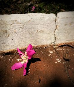 Close-up of pink flower