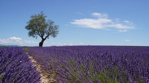 Scenic view of agricultural field against sky