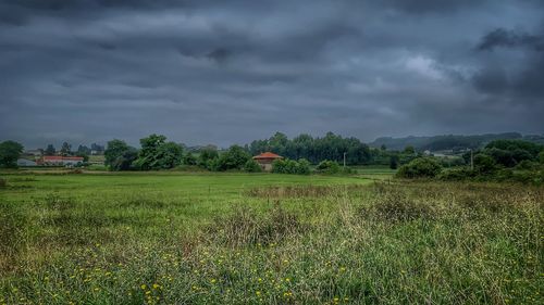 Scenic view of field against sky