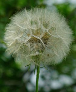 Close-up of dandelion