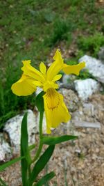 Close-up of yellow flower blooming in field