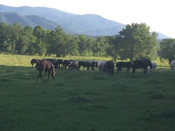 Horses on landscape against mountains