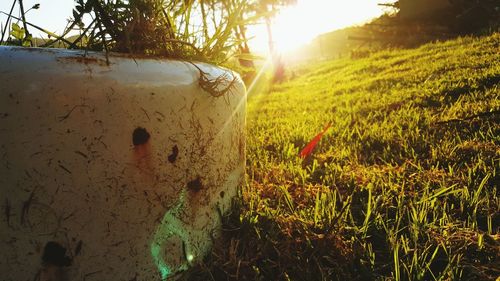 Sun shining through trees