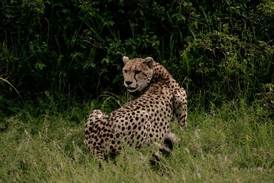 animal