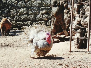 Rooster on stone wall