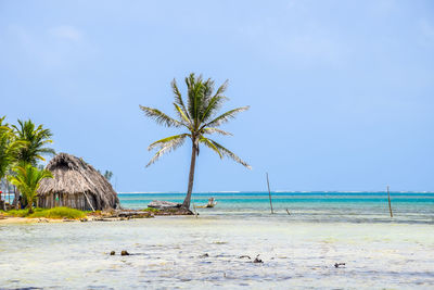 Palm trees on beach against clear blue sky