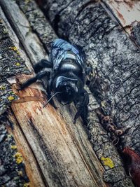 High angle view of insect on wood