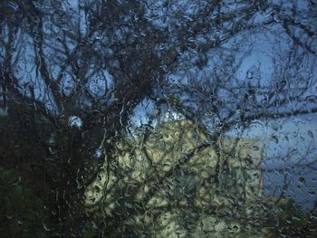 Close-up of tree against sky