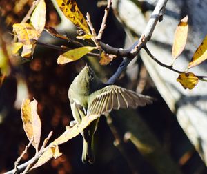 Low angle view of bird perching on tree