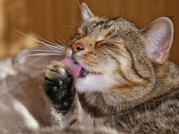 Close-up of cat licking leg