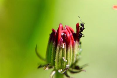 Close-up of honey bee on flower