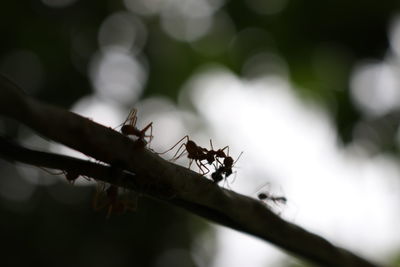 Close-up of ant on leaf