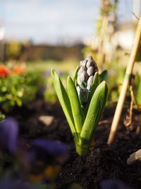 Close-up of plant growing on field