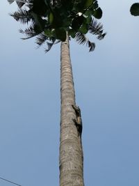 Low angle view of coconut palm tree against blue sky