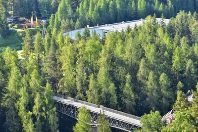 High angle view of road amidst trees in forest