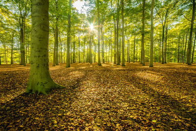 Trees in forest during autumn